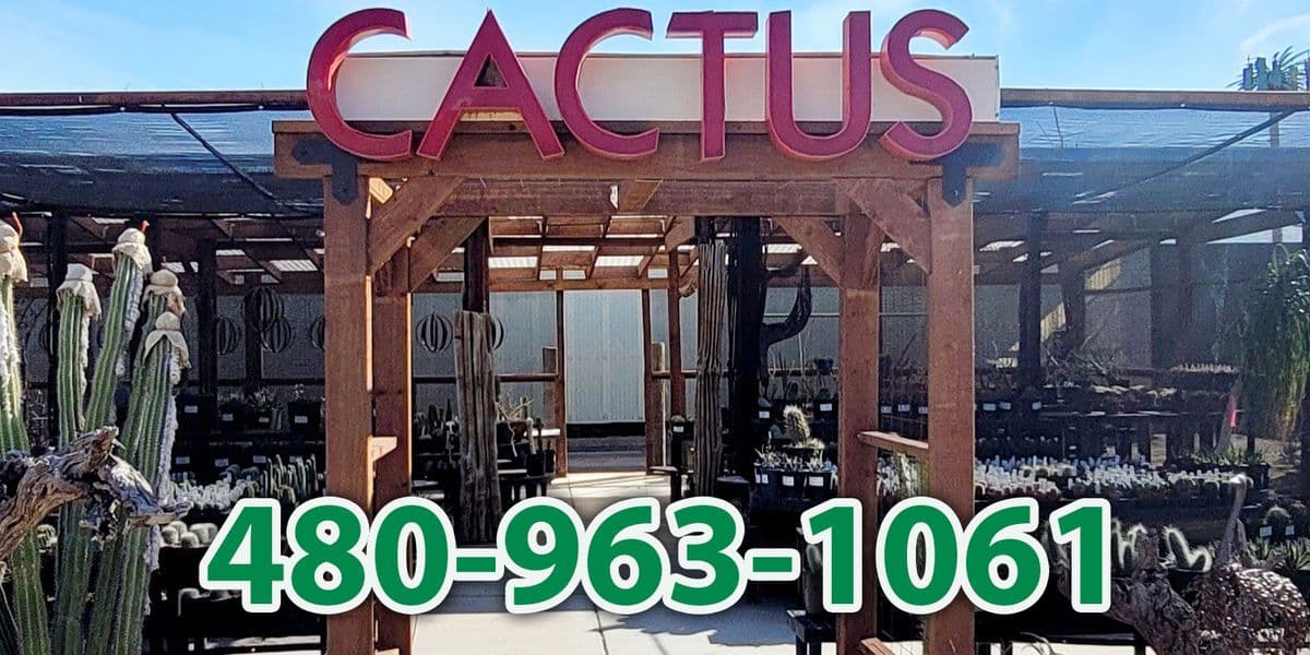 Arizona Cactus Sales