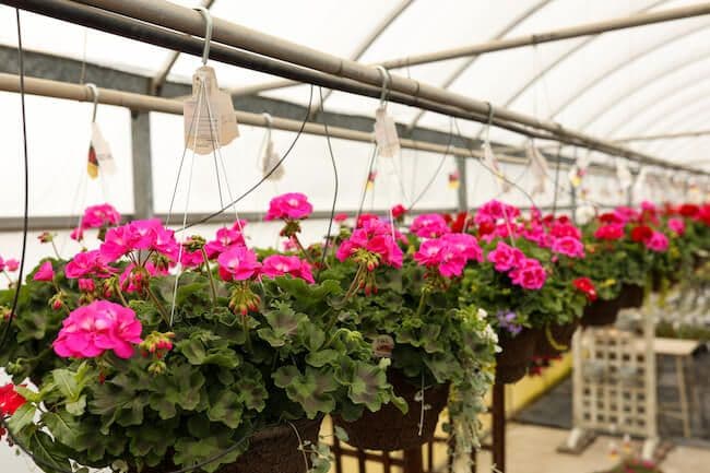 Arlen Schut Greenhouse