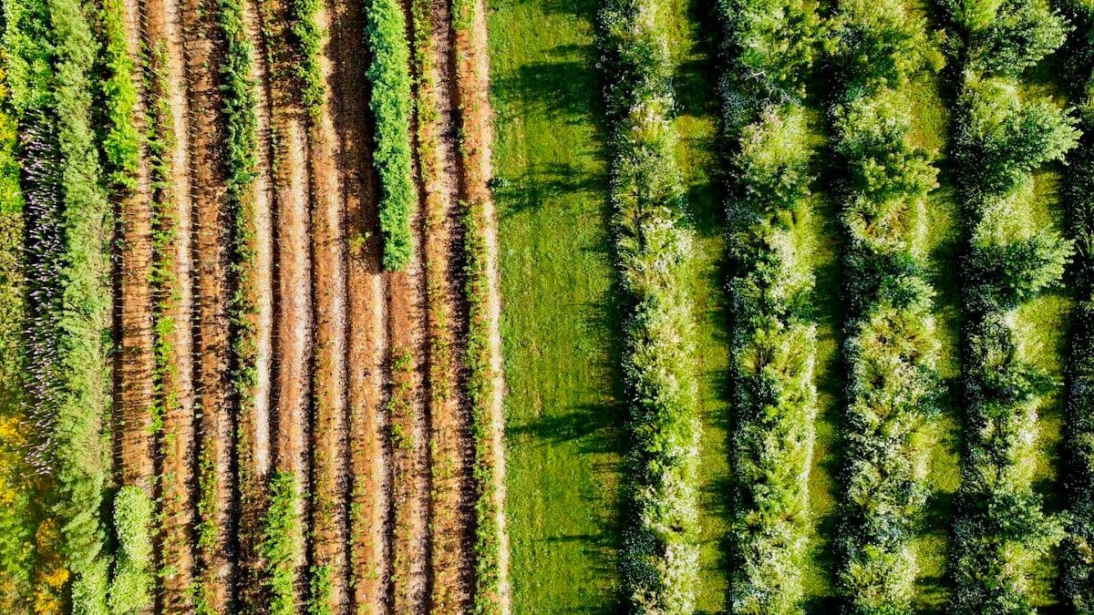 Arthur's Point Farm