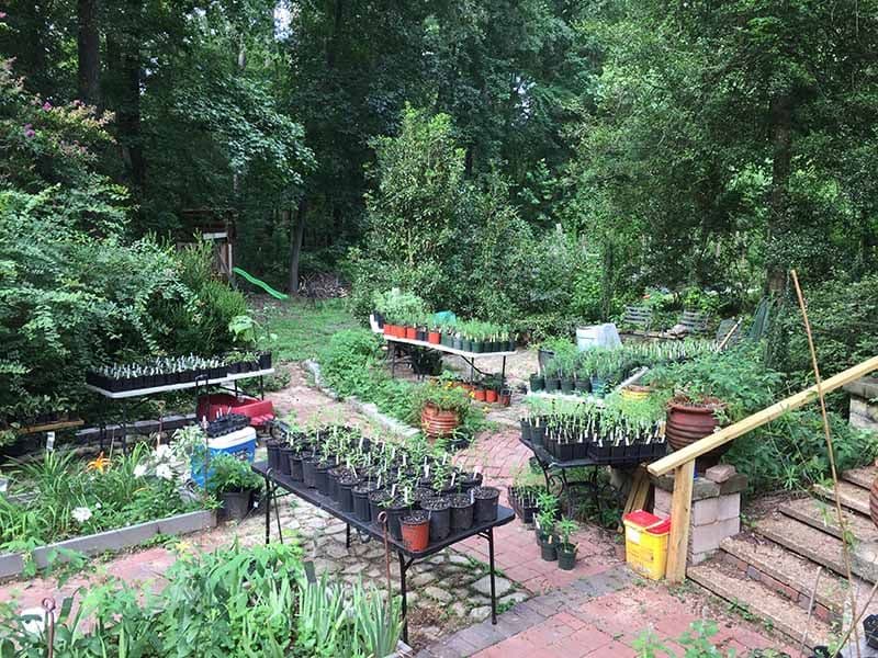 Asclepias and More
