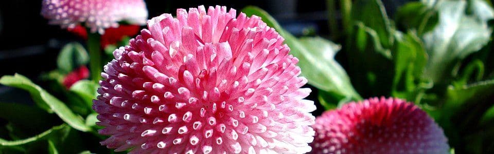 Ashland Greenhouses