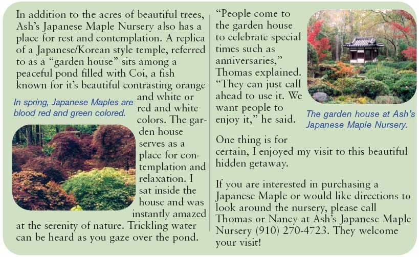 Ash's Japanese Maple Nursery