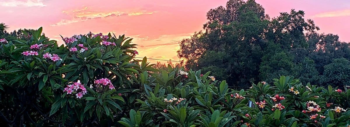 Atkinson Plumeria