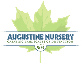 Augustine Nursery
