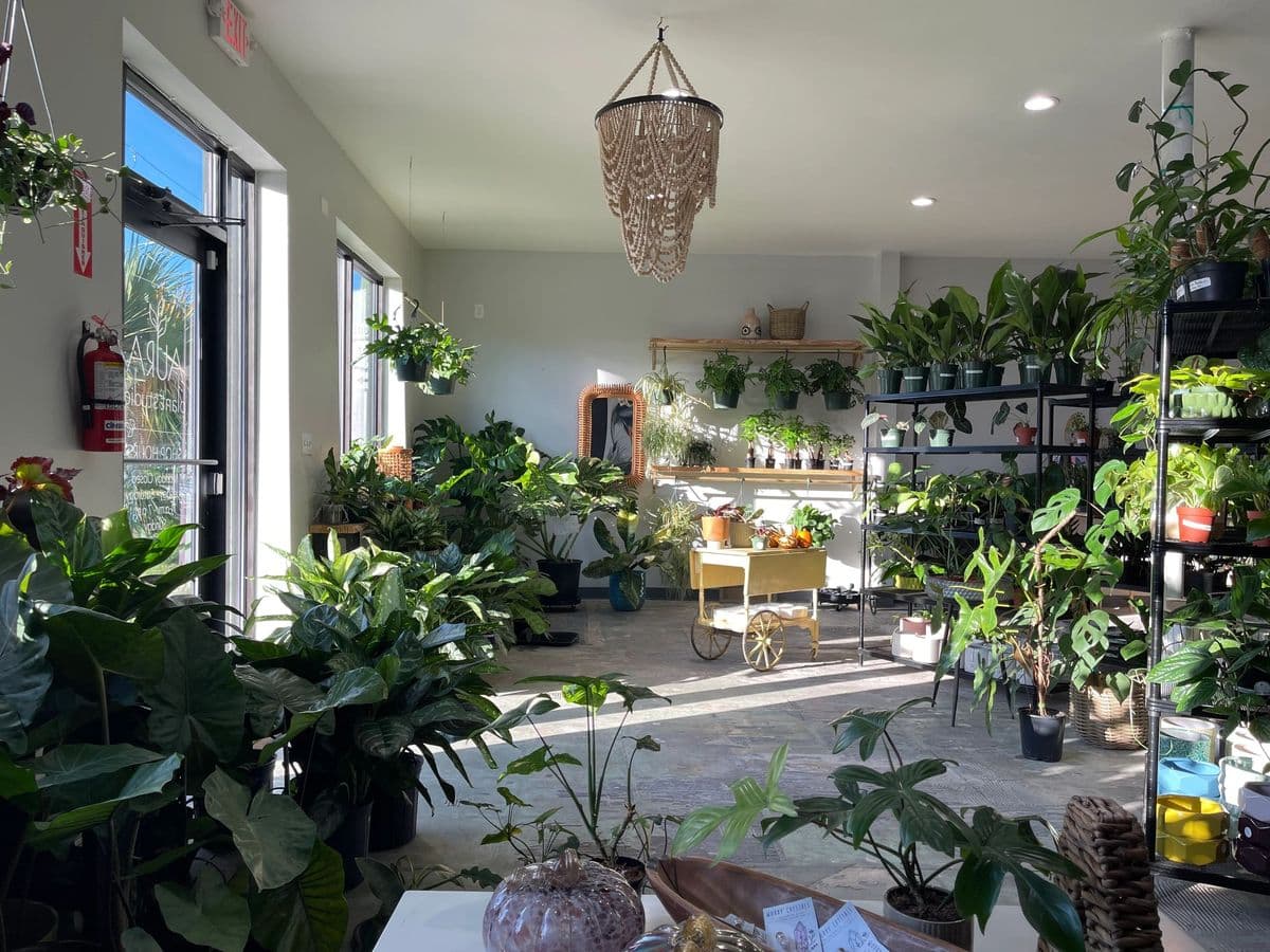 Aura Plant Studio