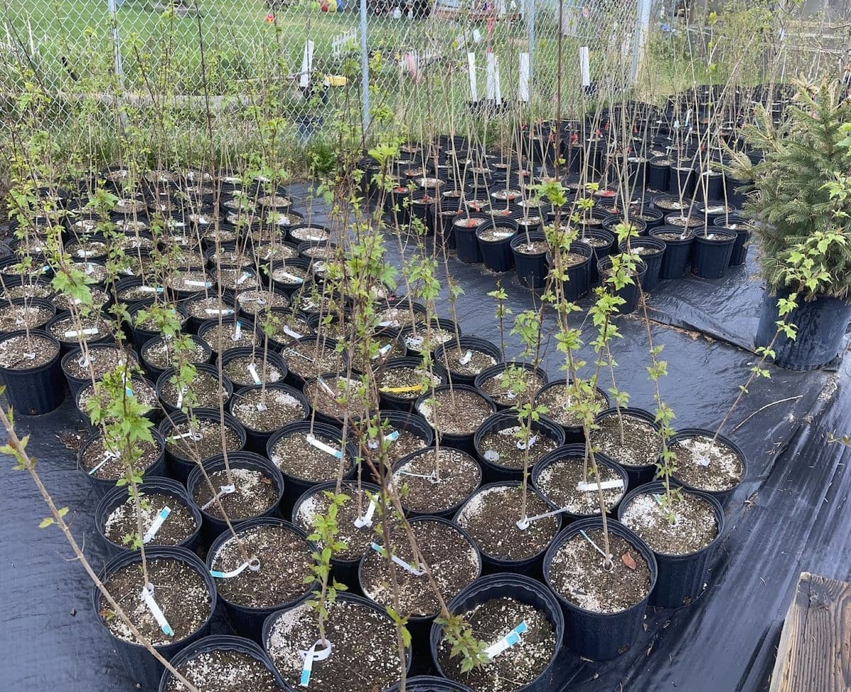 Aurora Nursery