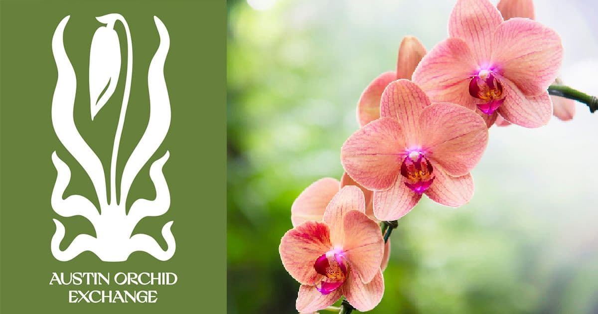 Austin Orchid Exchange
