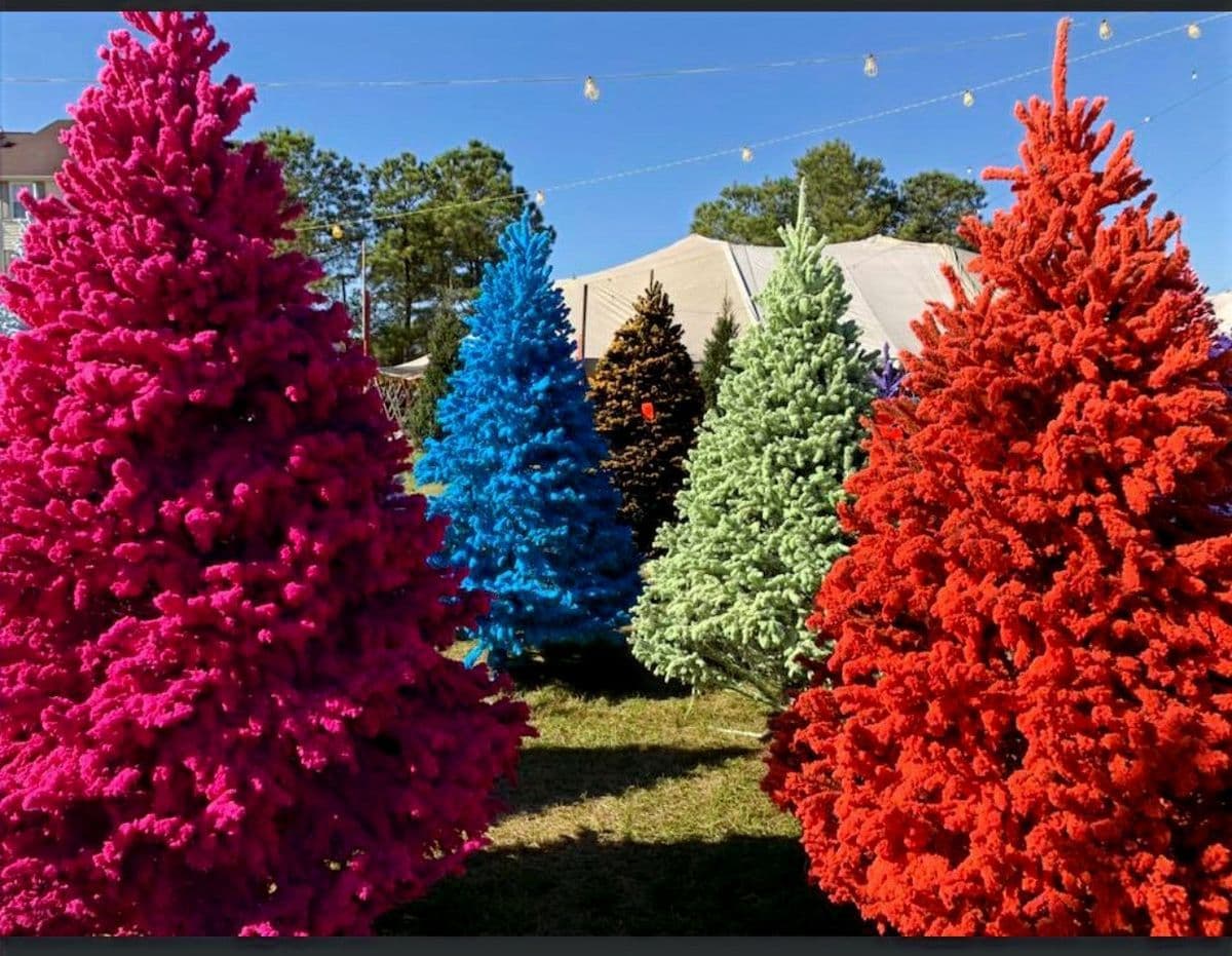 AV Tree Farm Christmas Tree Lots