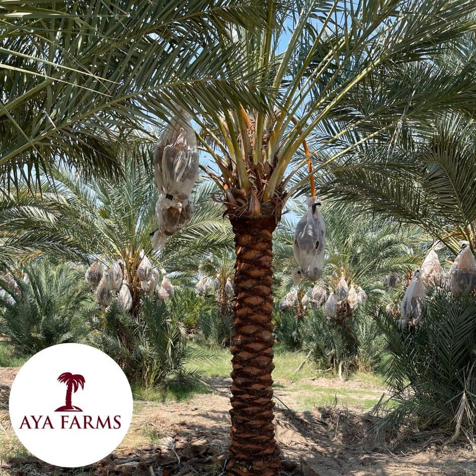 AYA Date Farms