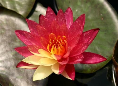 Az Water Garden Oasis