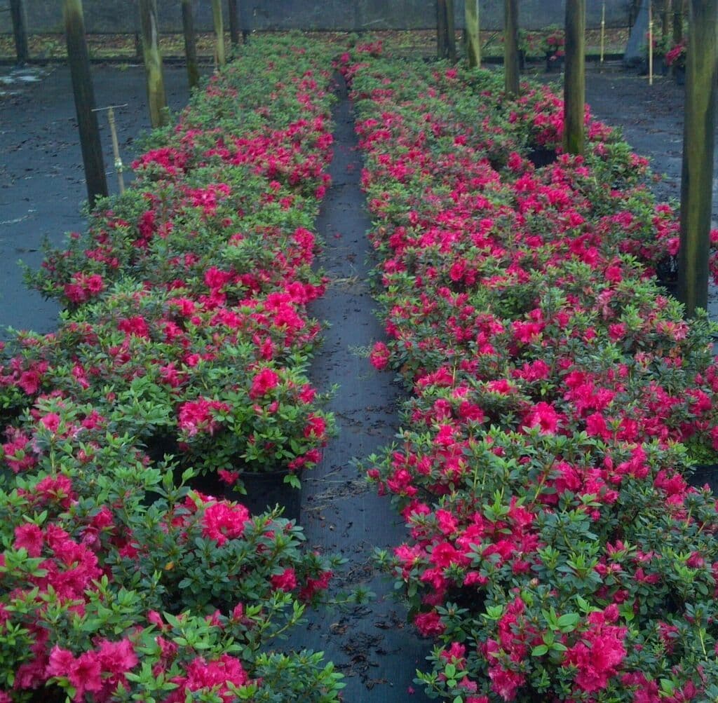 Azalea Hill Nursery, Inc.