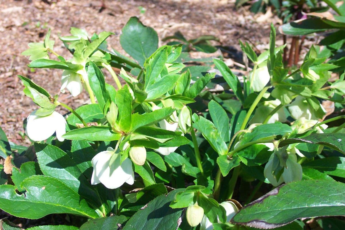 B and B Lenten Roses