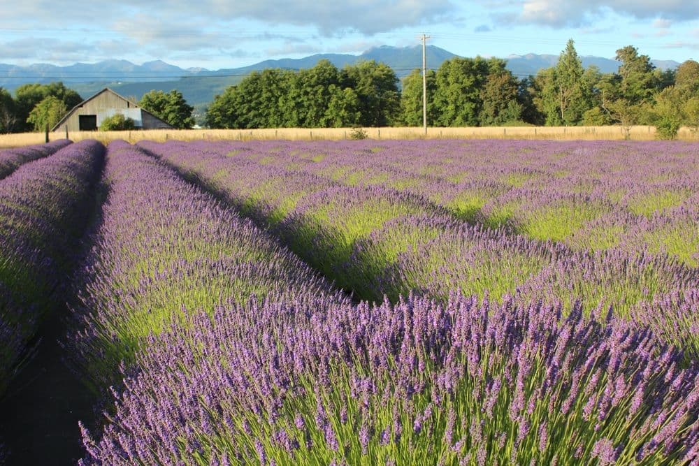 B & B Family Lavender Farm