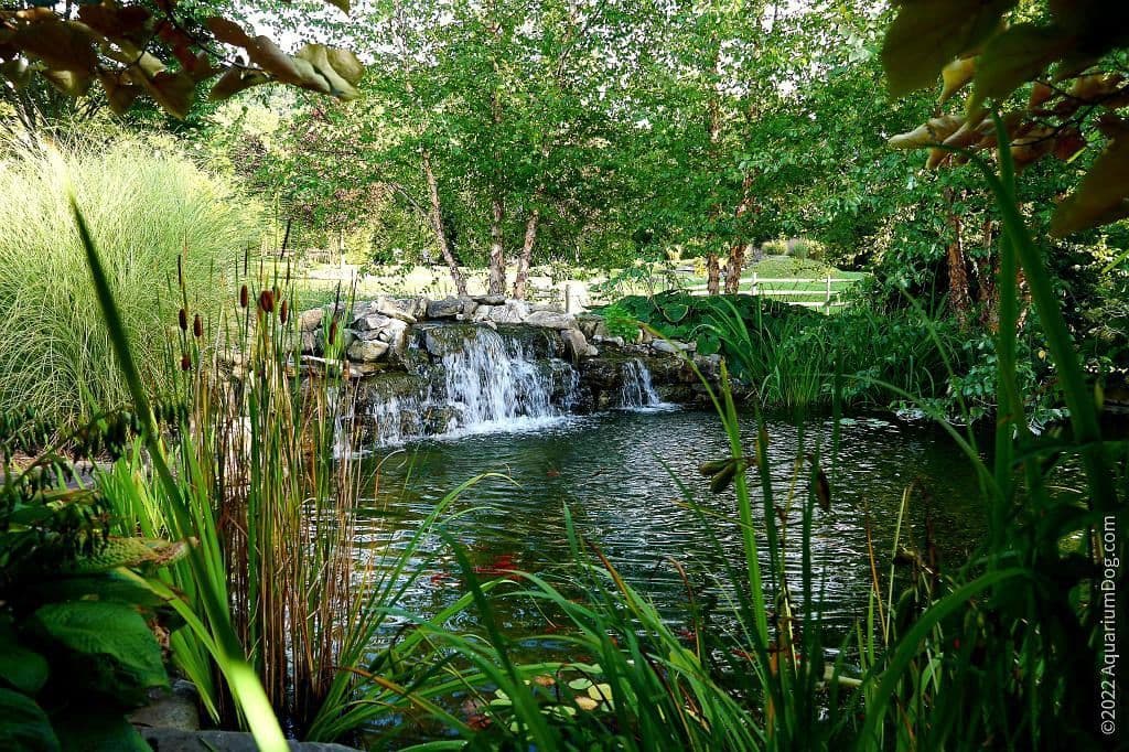 B & M Aquatic Gardens & Koi