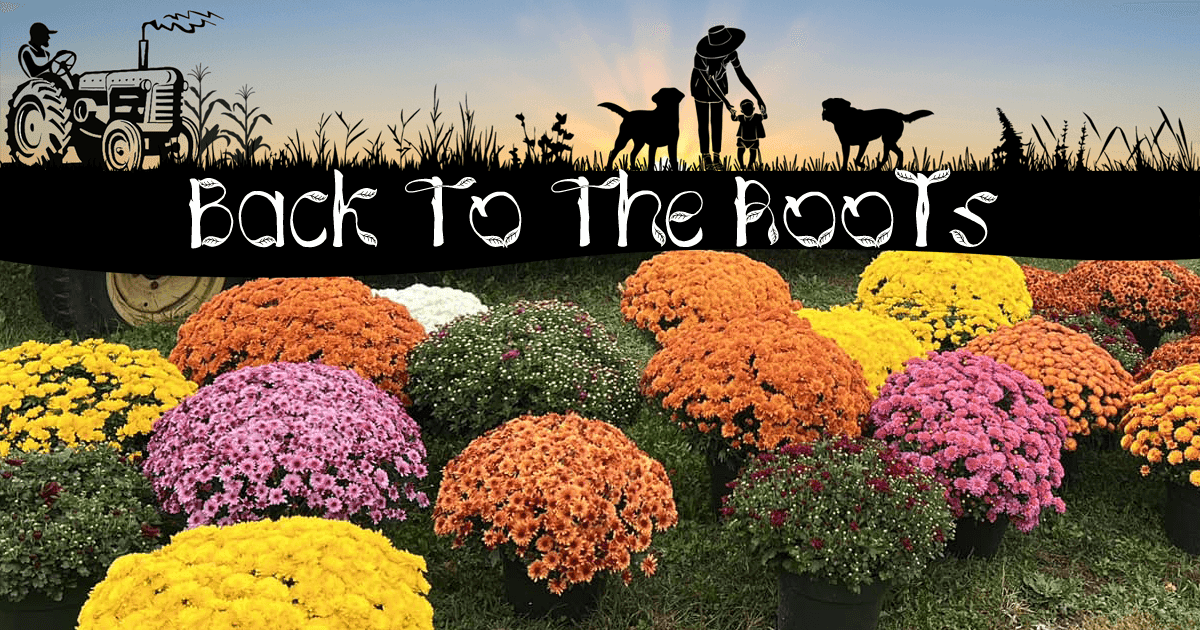 Back To The Roots Mums