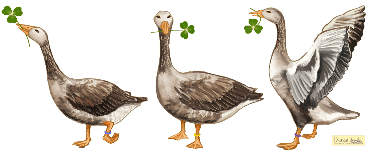 Bad Goose Farm