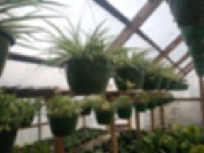 Bain's Greenhouse