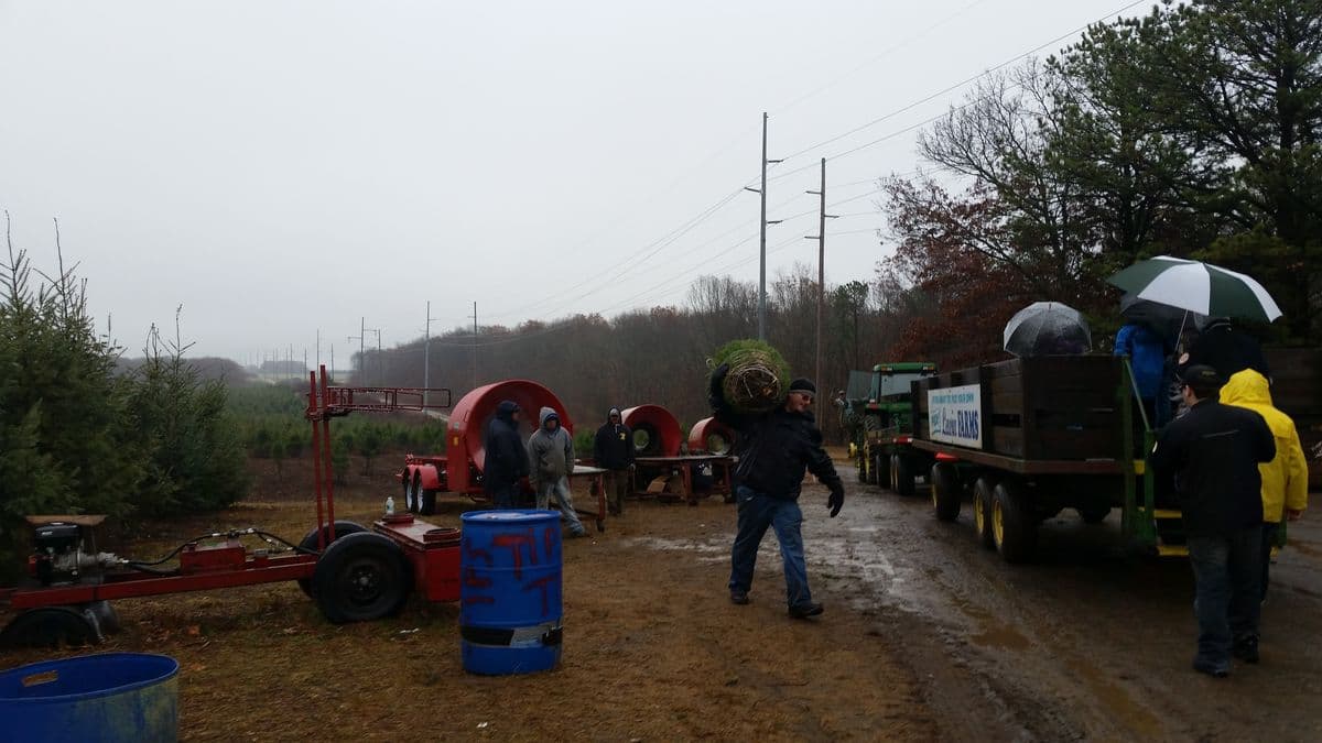 Baiting Hollow Tree Farm