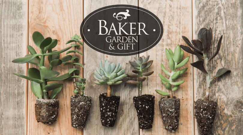 Baker Garden & Gift
