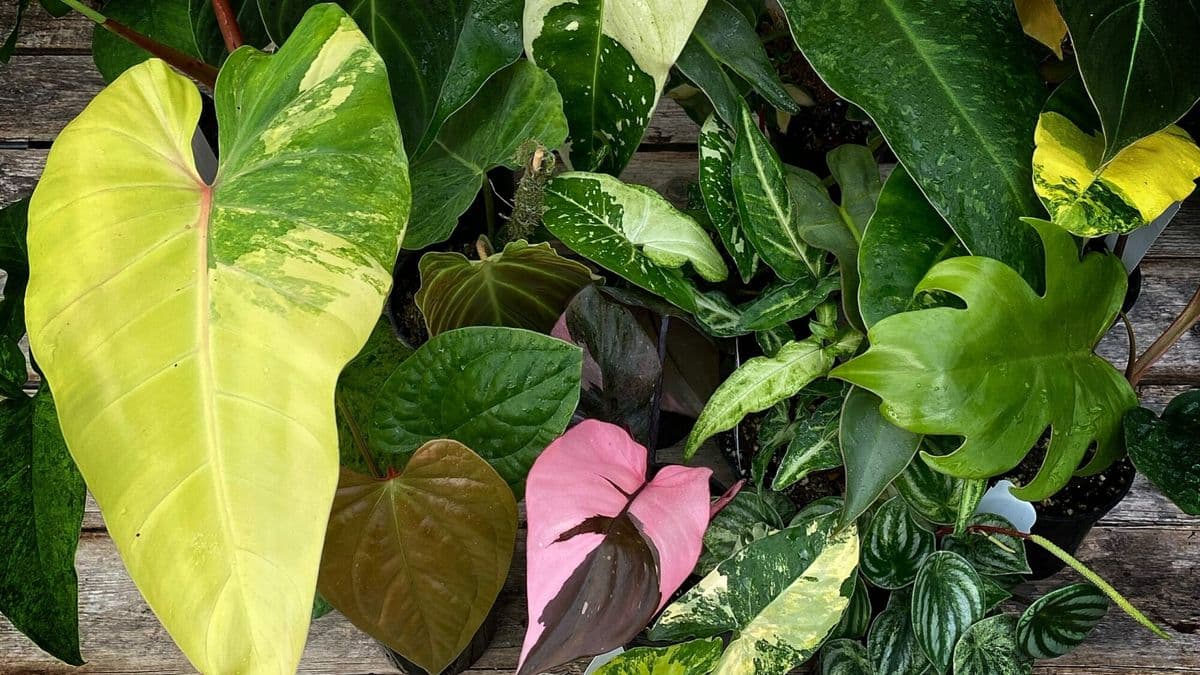 Baker's Acres Greenhouse