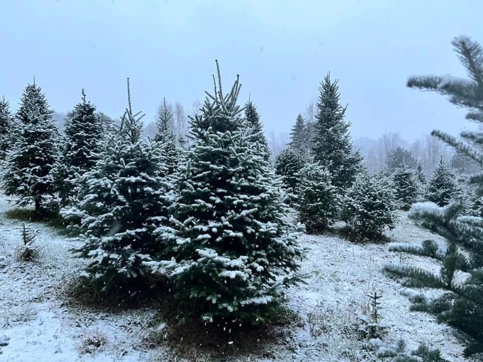 Bakersfield Tree Farm