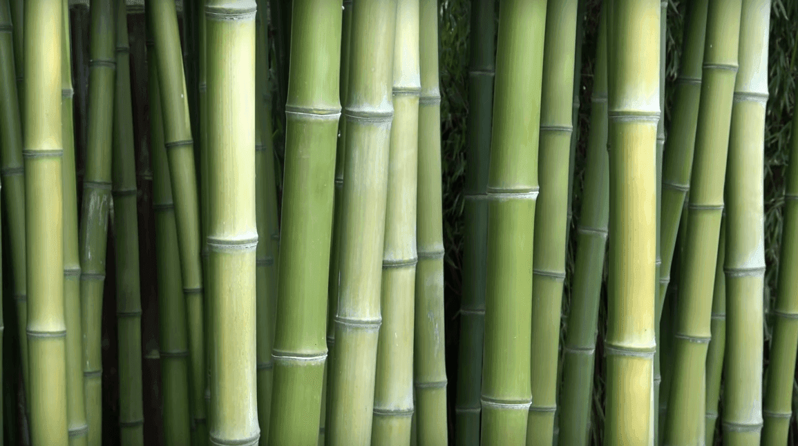 Bamboo Collective Nursery