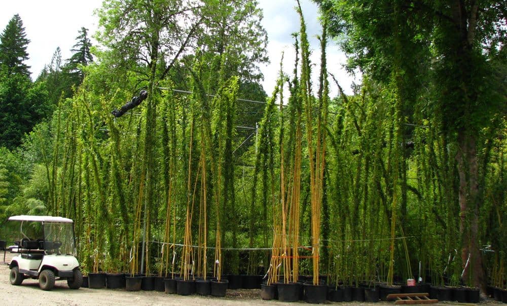 Bamboo Garden