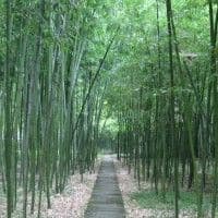 Bamboo Gardens