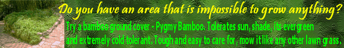 Bamboo Plantation