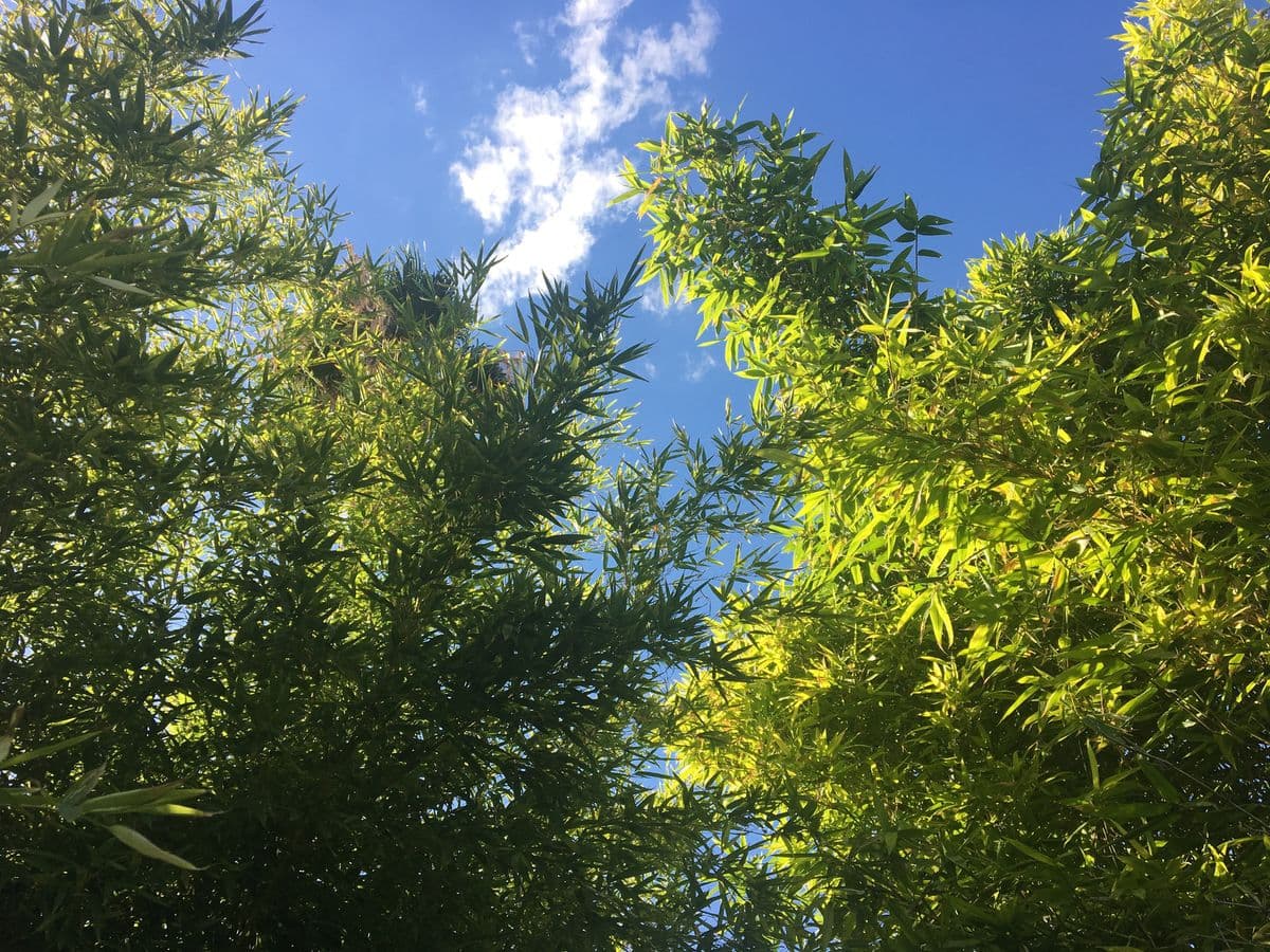 Bamboo Ranch