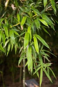 Bamboo Satori