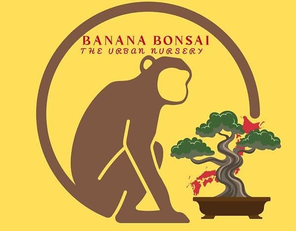 Banana Bonsai