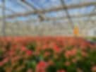Bap Nursery Inc