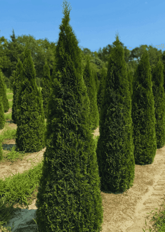 Barber's Fresh Meadow Nursery