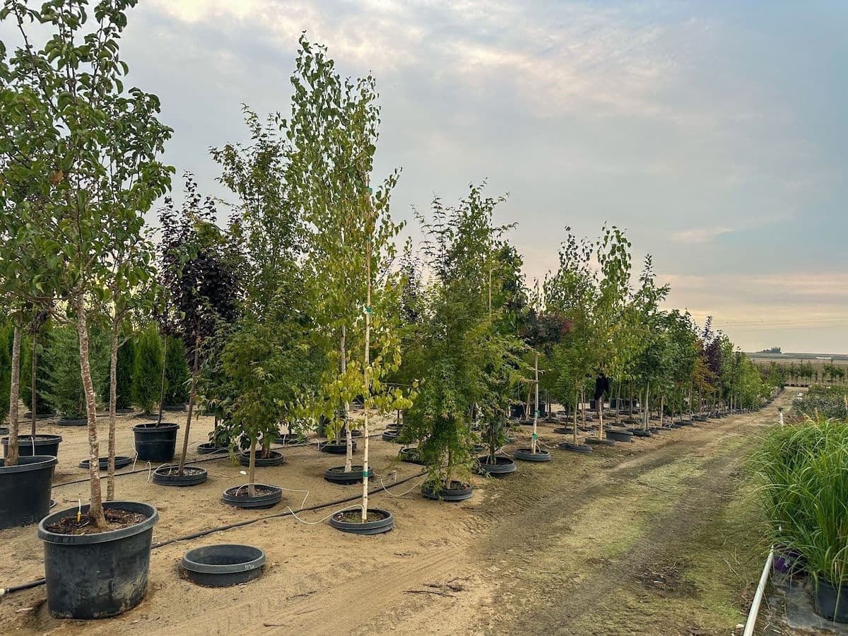 Barrera Nursery