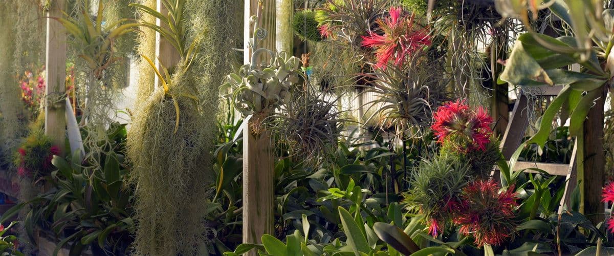Barsch Tropicals