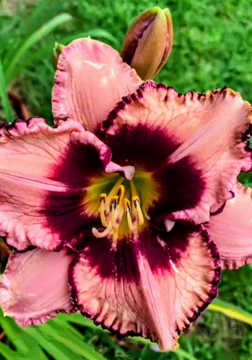 Barth Daylilies