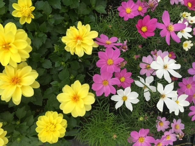 Bartsch Farm & Garden, LLC