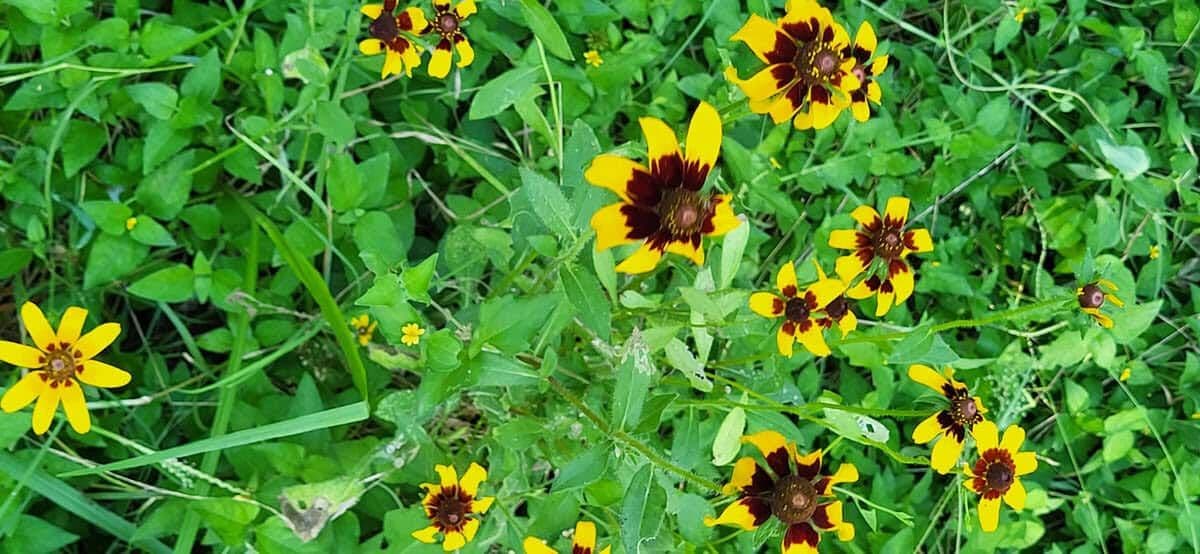 Bastrop Gardens
