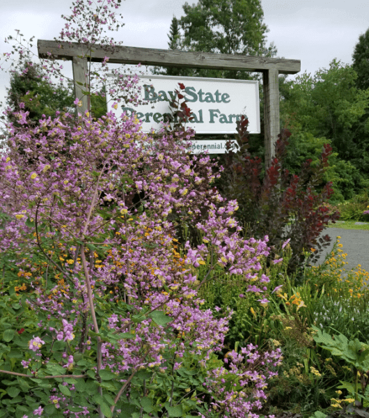Baystate Perennial Farm