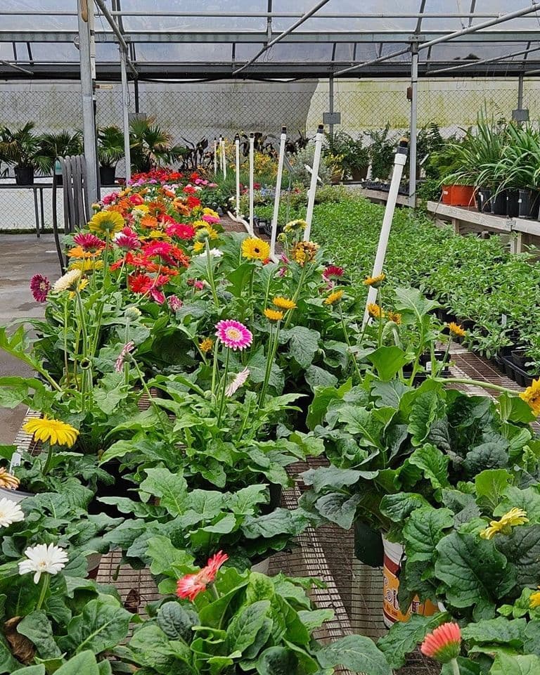 Beatline Nursery, Garden Center & Gifts