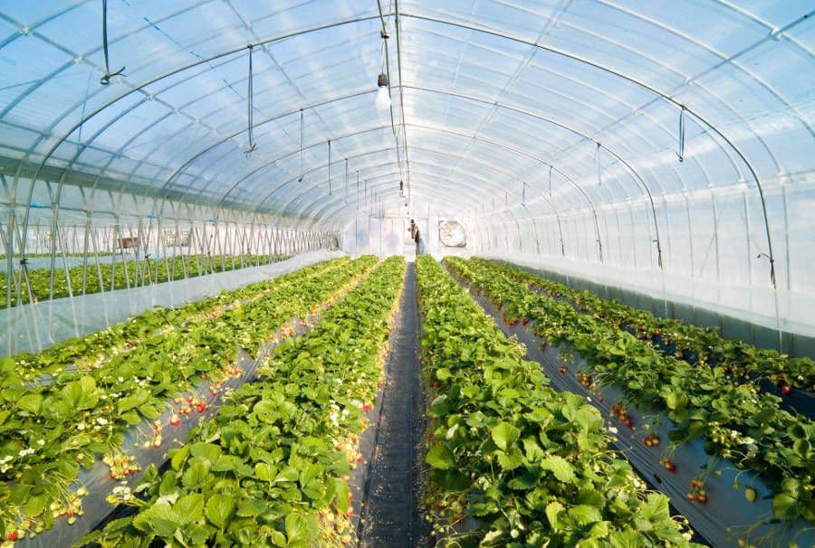 Beautiful Land Products & Lucy's Soil Source