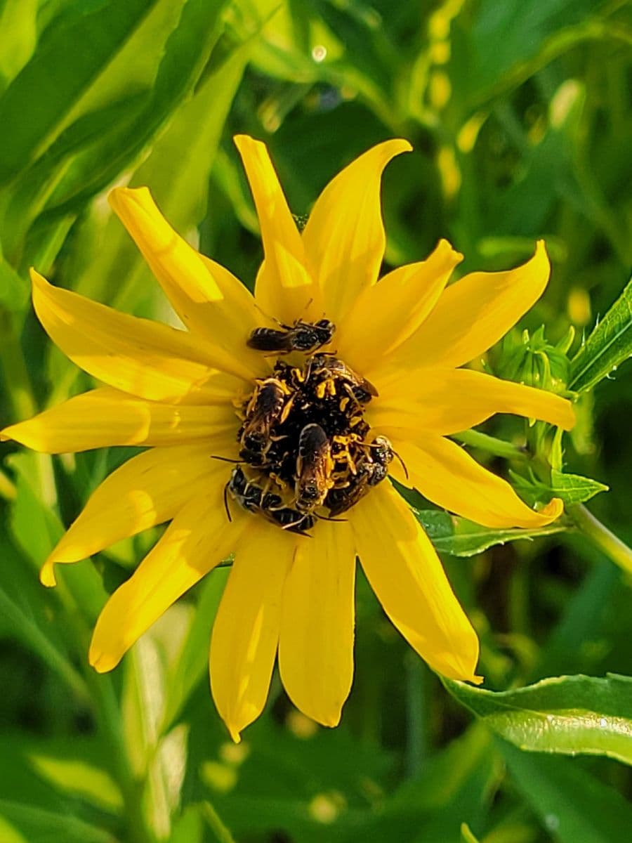 Bee Native Nursery