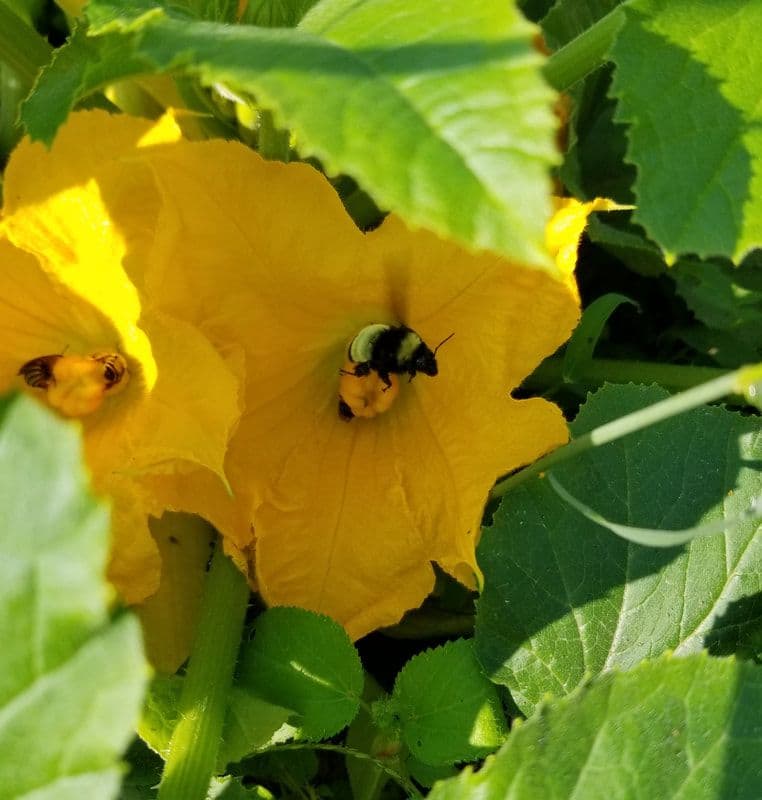 Bee’s Knees Greenhouse and Nursery