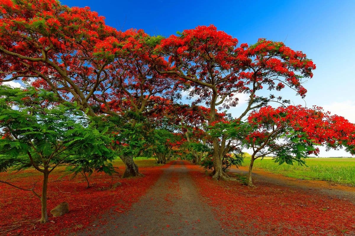 Beez Tropical Garden