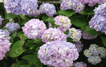 Begonia Brothers Services