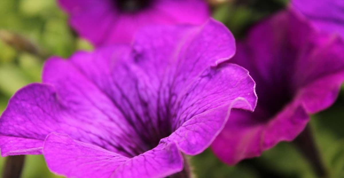 Bela Flor Nurseries