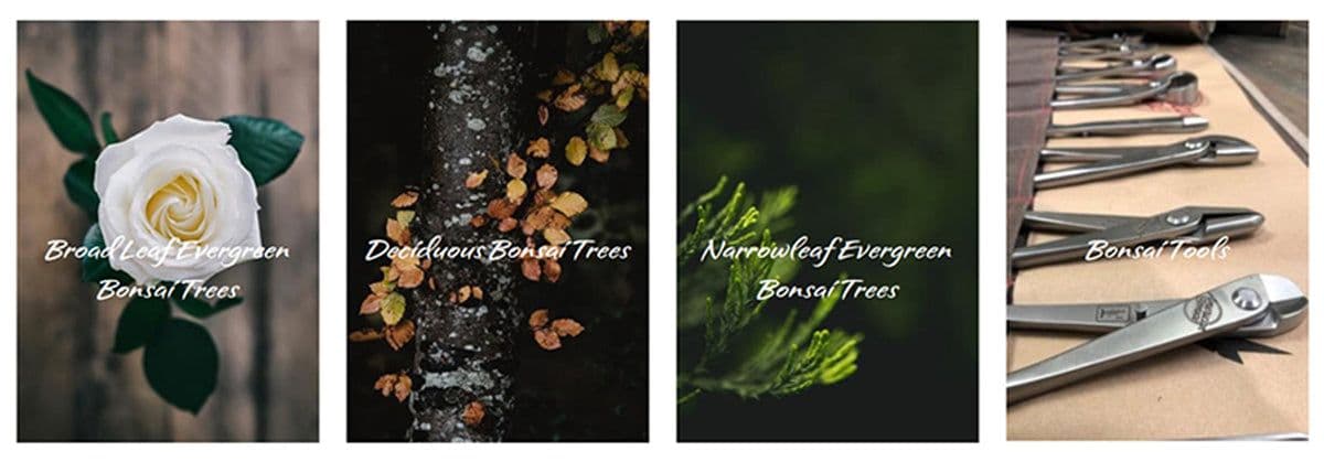 Bella Bonsai Nursery