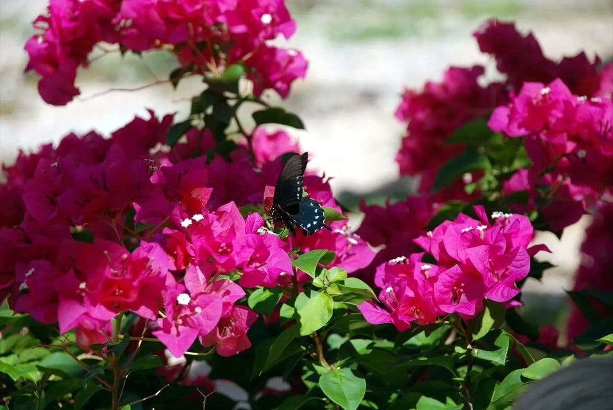 Bellflower Garden Center