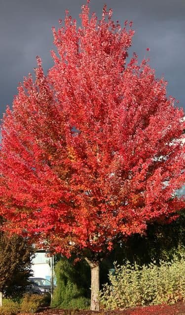 Belmont Nursery